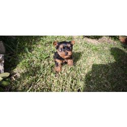 yorkshire terrier Mini disponvel para entrega imediata existe a possibilidade de entrega ao