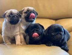 Co Filhote Pug Brincalho E Carinhoso  Venda