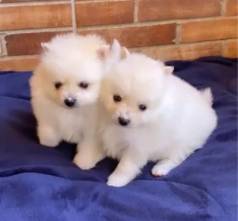 Dois Filhotes De Spitz Alemo Machos