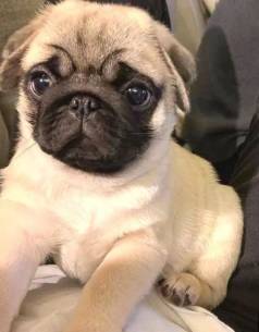 Filhote De Co Pug Perfeito Sua Famlia