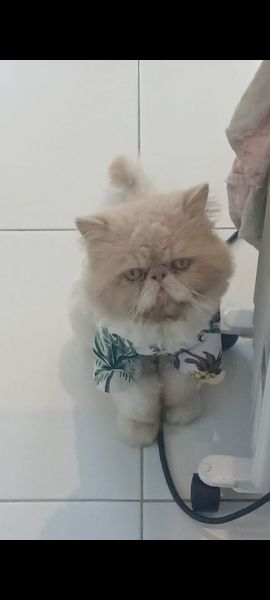 GATO PERSA DESAPARECIDO EM PALMELA