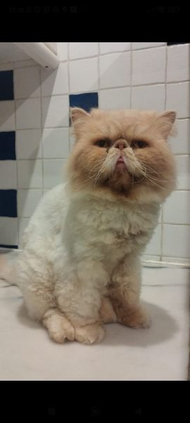 GATO PERSA DESAPARECIDO EM PALMELA