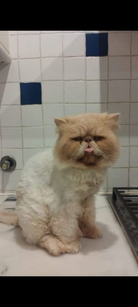 GATO PERSA DESAPARECIDO EM PALMELA