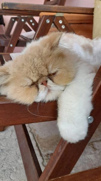 GATO PERSA DESAPARECIDO EM PALMELA
