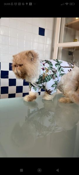 GATO PERSA DESAPARECIDO EM PALMELA