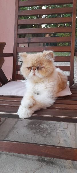 GATO PERSA DESAPARECIDO EM PALMELA