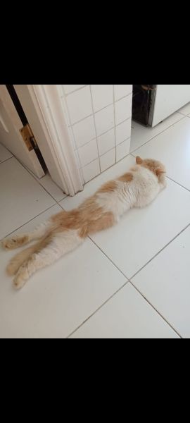 GATO PERSA DESAPARECIDO EM PALMELA