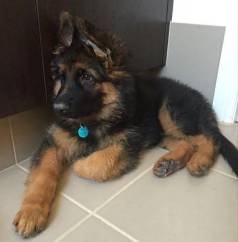 Venda De Cachorro Pastor Alemo Saudvel E Treinvel