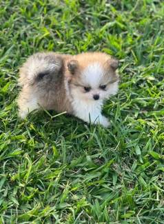 Filhotes De Spitz Alemo Ano