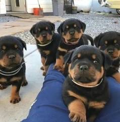 Co Filhote Rottweiler Forte E Inteligente  Venda
