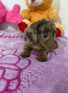 Dachshund Kaninchen Filhotes Com Pedigree