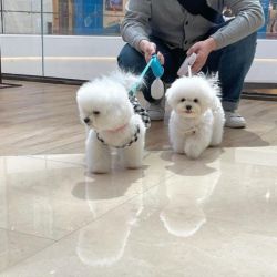 Bichon frise macho e fmea fofos