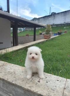 Filhotes Spitz Alemao, Promoo