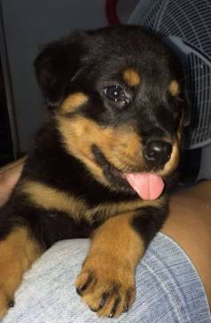Filhote Rottweiler  Grandeza De Carter