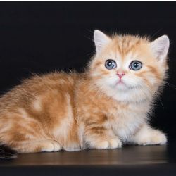 Gatinhos Munchkin machos e f�meas