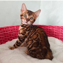 Gatinhos de Bengala machos e f�meas de ra�a pura