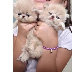 FILHOTE DE GATO PERSA CASAL DISPONVEL