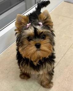 Filhote De Yorkshire Terrier Fmea Uma Belezura