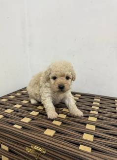 Filhote De Poodle Toy Vermifugado