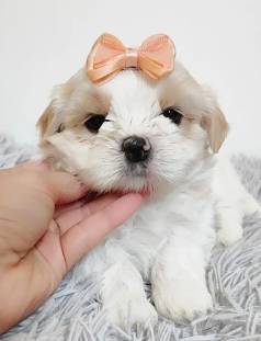 Shih Tzu Fmea - Linda E Carinhosa