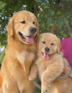 Golden Retriever - A Alegria Em Forma De Filhote!