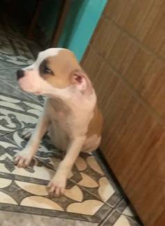 Filhote De American Bully