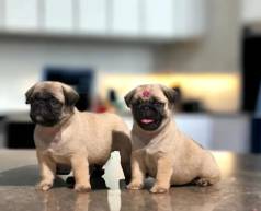 Estilosos Pug