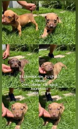 Filhotes De Pitbull