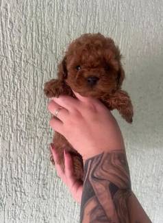Poodle Toy Red Macho Filhote