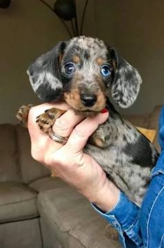 Filhotes Pequenos Basset, Dachshund/teckel/ Salsicha/cofap