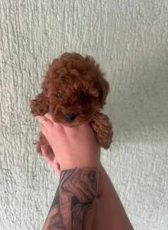 Poodle Toy Red Micro Filhotes