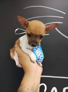 Mini Pincher Particolor - Macho - Pequeno E Lindo