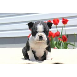 Excelente cachorros Boston Terrier