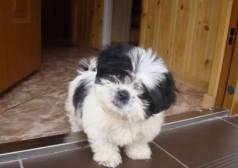 Filhotes Pronta Entrega - Shih Tzu - Machos E Fmeas - 12 X