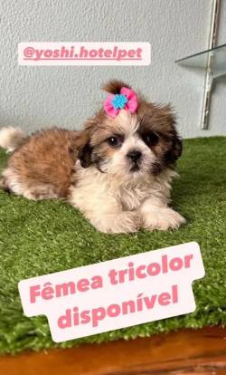 Shihtzu Filhote Macho & Femea Com Entrega Imediata