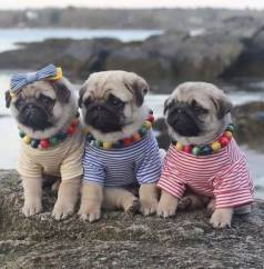 Filhote De Co Pug Pequeno E Alegre