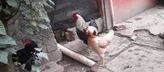 Lote Galos E Galinhas Venda