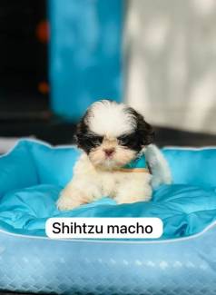 Shihtzu Lindissimos Na Espao Vet Mk Garanta Seu Lindo Filhote