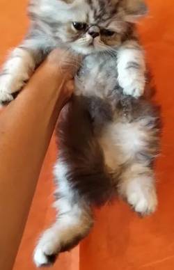 Filhote De Gato Persa Macho  E Femea Em Oferta