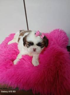 Filhote Shih Tzu Fmea