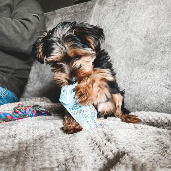 Yorkshire terrier disponvel