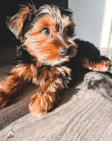 Yorkshire terrier disponvel