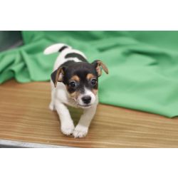Cachorros Jack Russell Terrier com pedigree e Afixo