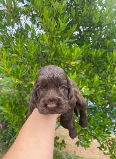Macho Cocker Spaniel Ingls Fgado