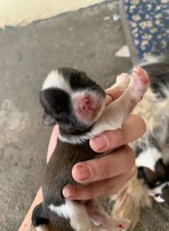 Filhote Mini Shih Tzu