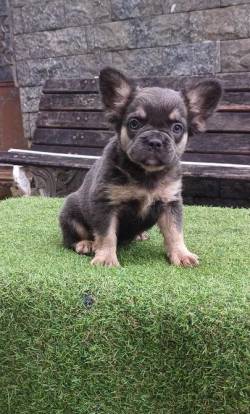 Bulldog Francs Fluffy Fmea