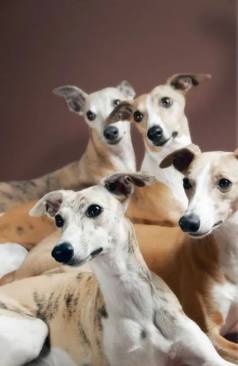 Whippet Temos Machos E Fmeas
