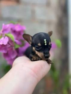 Pinscher Miniatura - Filhotes J Adestrados