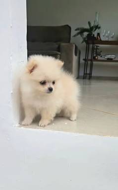 Lulu Da Pomerania