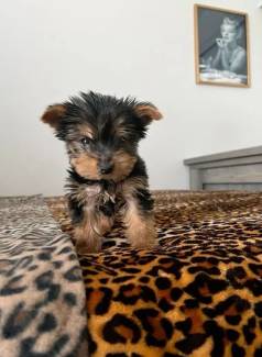 Yorkshire Terrier Gratido Por Cada Lambidas E Carinhos